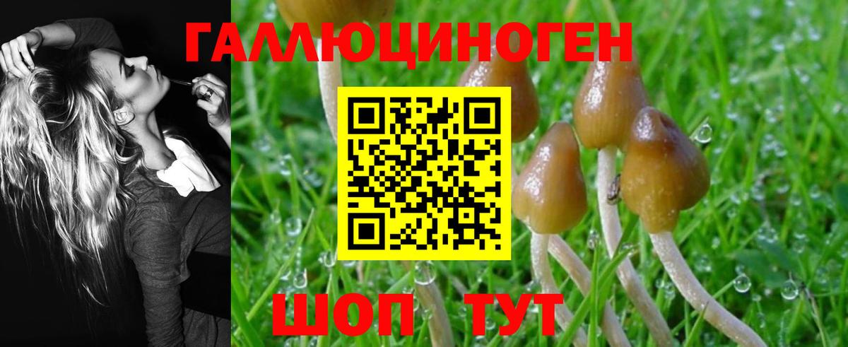 Тында  Псилоцибиновые грибы Psilocybine cubensis  Псилоцибиновые грибы прущие грибы  Вход с VPN 